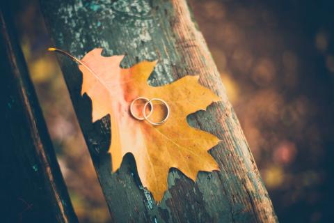 Wedding rings on leaf outdoors